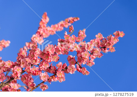 薄紅色の花梅 薄紅色の花梅 127827519