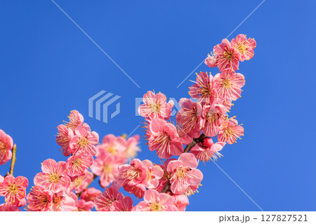 薄紅色の花梅 薄紅色の花梅 127827521