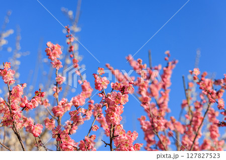 薄紅色の花梅 127827523