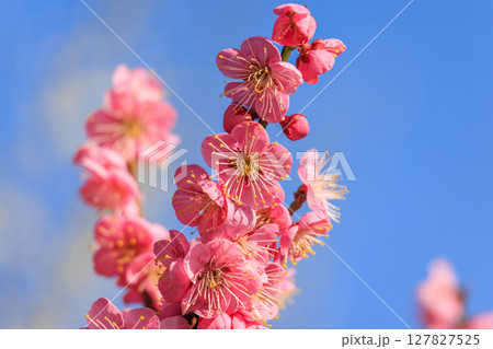 薄紅色の花梅 薄紅色の花梅 127827525