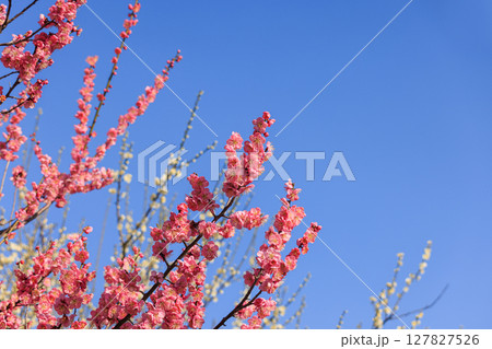 薄紅色の花梅 薄紅色の花梅 127827526