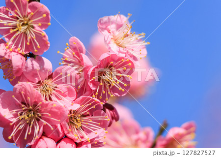 薄紅色の花梅 薄紅色の花梅 127827527