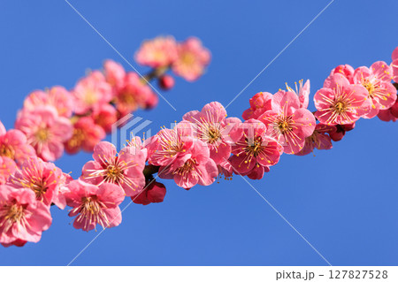 薄紅色の花梅 薄紅色の花梅 127827528
