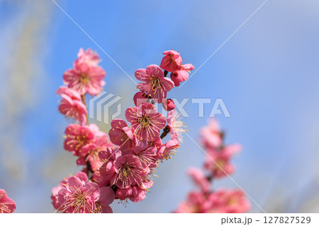 薄紅色の花梅 127827529