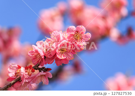 薄紅色の花梅 127827530