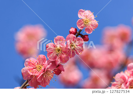 薄紅色の花梅 薄紅色の花梅 127827534