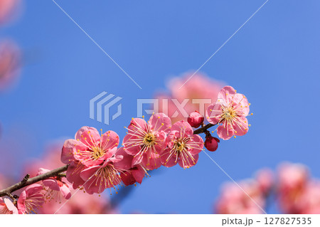 薄紅色の花梅 薄紅色の花梅 127827535