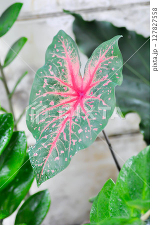 Caladium, Caladium Bicolor Vent or Caladium bicolor and rain raindrop 127827558