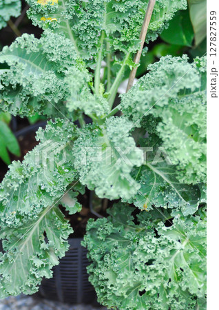 Kale , Brassicaceae or Brassica Oleracea plant 127827559