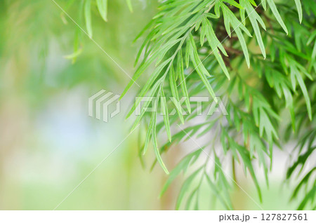 Grevillea or Grevillea robusta, Silky oak or Australian silver oak or Silk Oak or Silky Oak Grevillea or Grevillea robusta, Silky oak or Australian silver oak or Silk Oak or Silky Oak 127827561