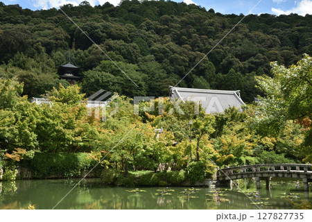 夏の永観堂禅林寺 放生池からの景色(京都市左京区) 夏の永観堂禅林寺 放生池からの景色(京都市左京区) 127827735