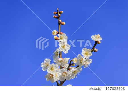 白梅の花 127828308