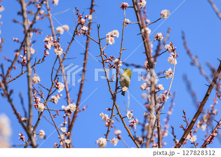 メジロと白梅の花 メジロと白梅の花 127828312
