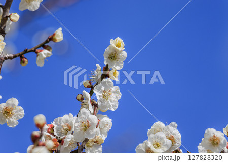 白梅の花 白梅の花 127828320
