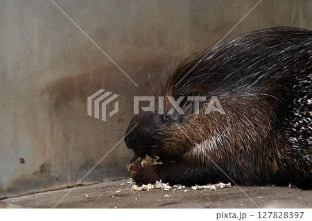 木をかじる横向きのタテガミヤマアラシ 127828397