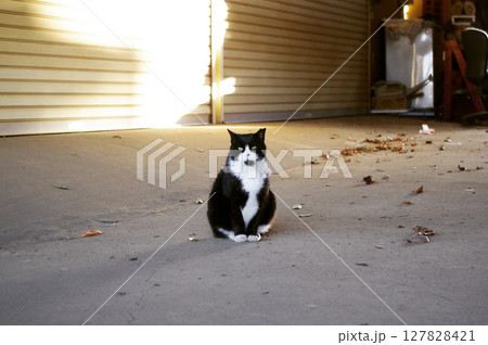 西陽が差すシャッターの前に座る白黒猫 西陽が差すシャッターの前に座る白黒猫 127828421
