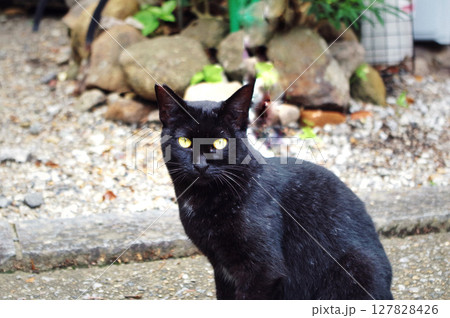 こちらを見つめるさくら耳の黒猫 127828426