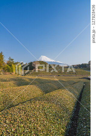 富士市の大淵笹場の風景(静岡県) 富士市の大淵笹場の風景(静岡県) 127828436