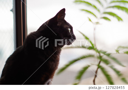 窓際で外を見つめている黒猫の横顔 127828455