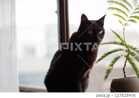 窓際に座る黒猫 窓際に座る黒猫 127828456