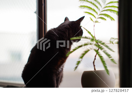窓際で外を眺める黒猫と観葉植物 127828457