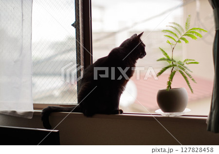 窓際に座って外を眺める黒猫 窓際に座って外を眺める黒猫 127828458