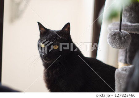 一点を見つめるかっこいい黒猫 127828460