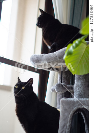 キャットタワーの上から外を眺める2匹の黒猫 キャットタワーの上から外を眺める2匹の黒猫 127828464