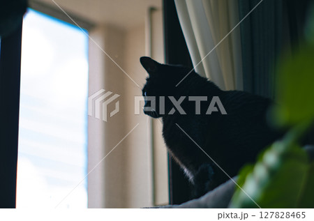 窓辺で外を眺める猫 窓辺で外を眺める猫 127828465