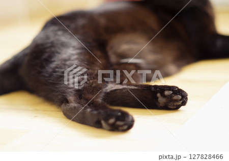 床で寝転ぶ黒猫 127828466