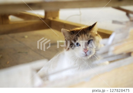 隙間からこちらを見つめる綺麗な目のキジ白猫 隙間からこちらを見つめる綺麗な目のキジ白猫 127828475