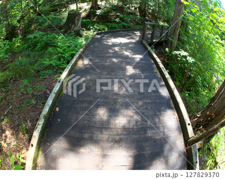緑に囲まれた道 緑に囲まれた道 127829370