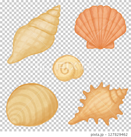 Seashell set watercolor Seashell set watercolor 127829462