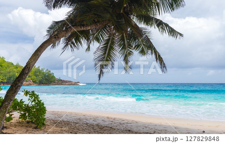 Mahe island, Seychelles. A serene tropical beach scene with a leaning palm tree Mahe island, Seychelles. A serene tropical beach scene with a leaning palm tree 127829848