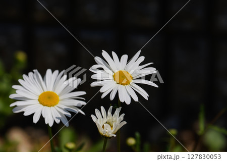 庭に咲くノースポールの花03 127830053