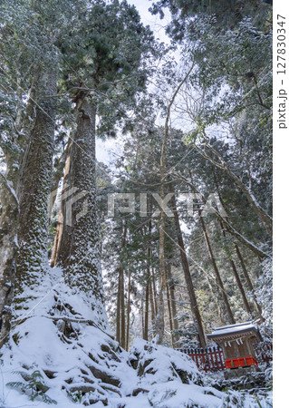 貴船神社　雪景色の相生杉 127830347