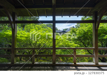 夏の東福寺　臥雲橋から見た青紅葉に包まれた洗玉澗 127830375