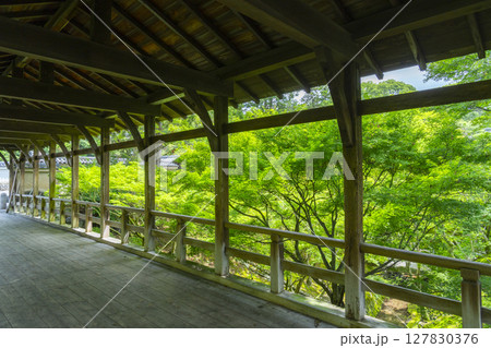 夏の東福寺 臥雲橋から見た青紅葉に包まれた洗玉澗 夏の東福寺 臥雲橋から見た青紅葉に包まれた洗玉澗 127830376