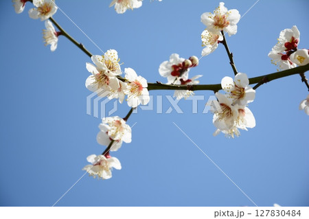 青空に映える白い梅の花 127830484
