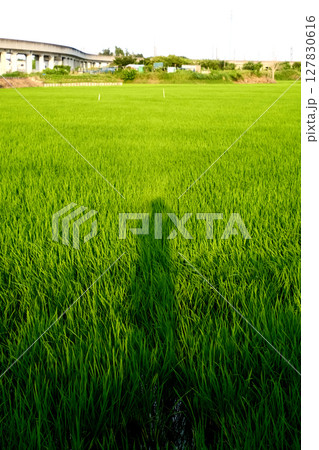 風に揺れる稲穂と人影 127830616