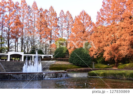 神奈川県立相模原公園のフランス式庭園とメタセコイア並木の紅葉 神奈川県立相模原公園のフランス式庭園とメタセコイア並木の紅葉 127830869