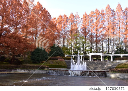 神奈川県立相模原公園のフランス式庭園とメタセコイア並木の紅葉 127830871