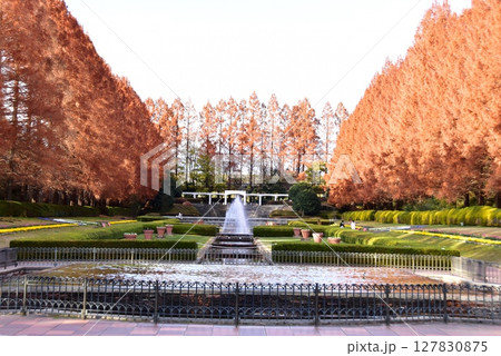 神奈川県立相模原公園のフランス式庭園とメタセコイア並木の紅葉 127830875