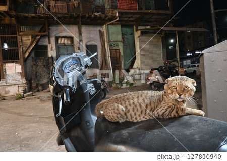 旧市街の猫2 127830940