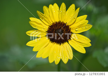ヒメッヒマワリ ヒメッヒマワリ 127831001