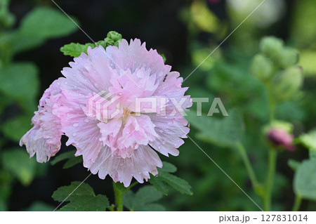 ホリホック 127831014