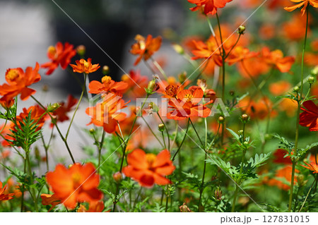 キバナコスモス キバナコスモス 127831015