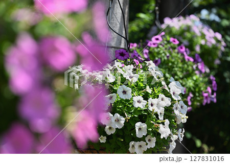 サフィニア サフィニア 127831016