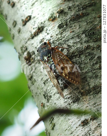 夏休み　夏イメージ（セミ／アブラゼミ） 127831077