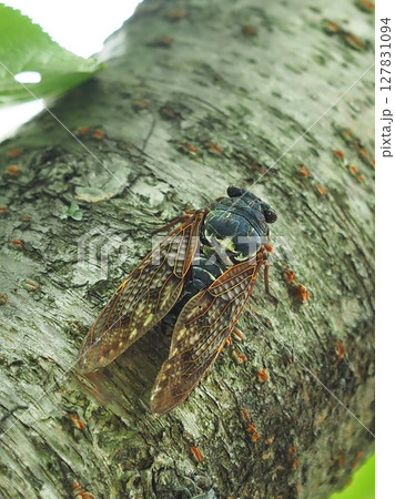 夏休み　夏イメージ（セミ／アブラゼミ） 127831094